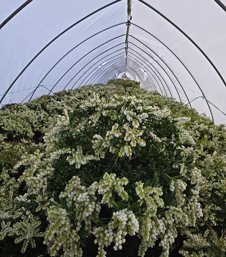 Pieris japonica 'Purity'