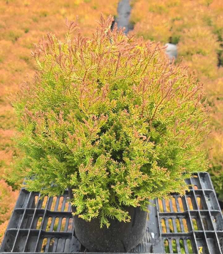 Thuja occidentalis Fire Chief™