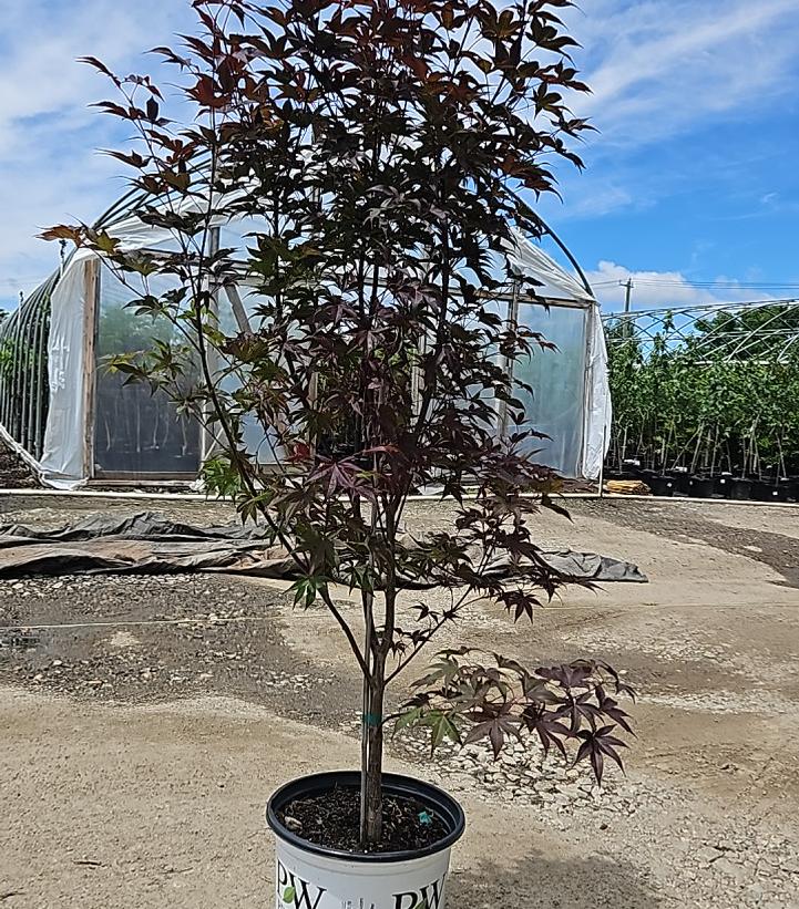 Acer palmatum Samurai Sword™