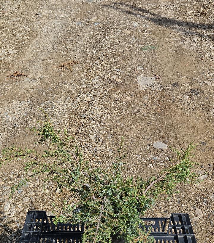 Juniperus communis 'Effusa'