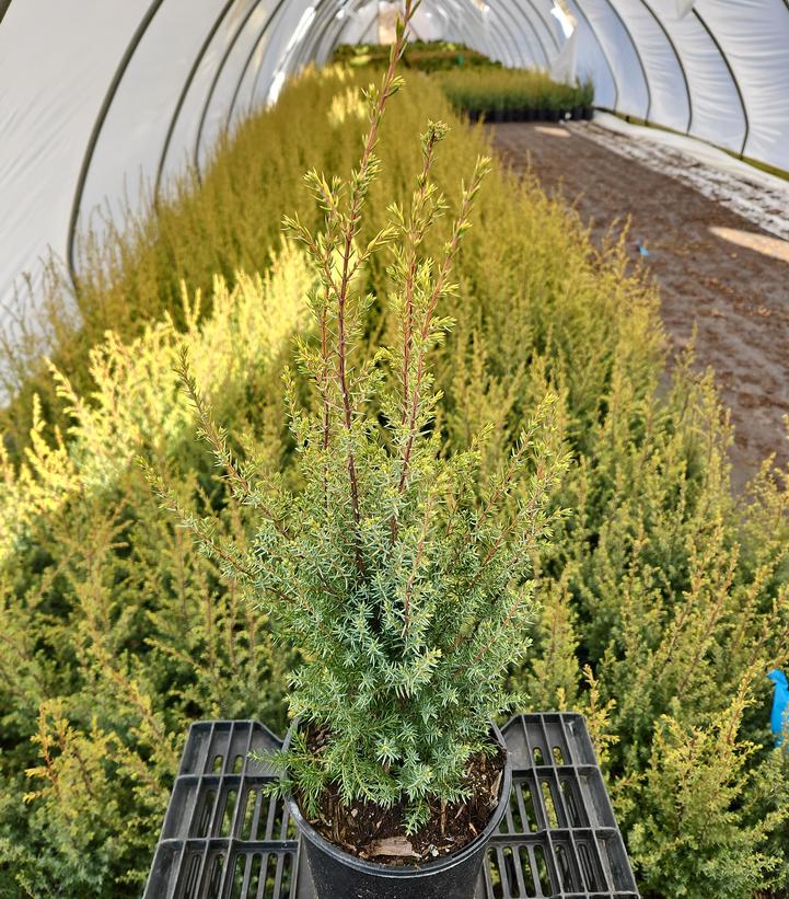 Juniperus communis 'Gold Cone'