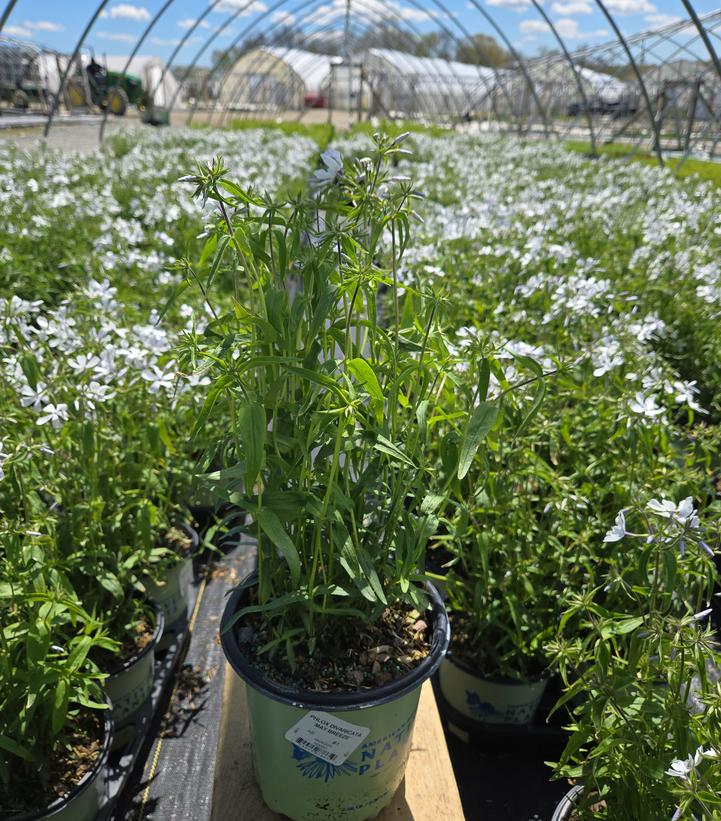 Phlox divaricata 'May Breeze'