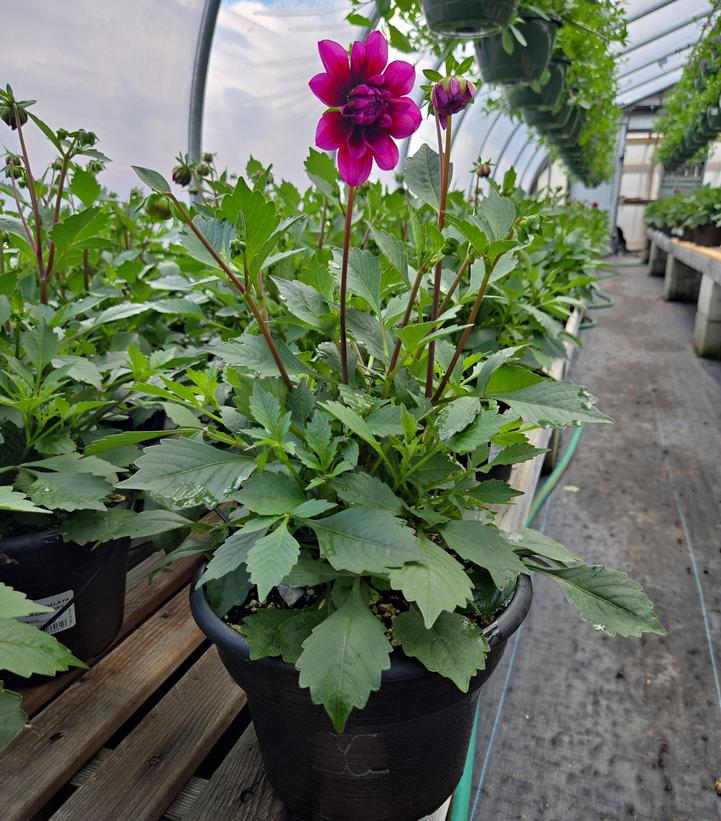 Dahlia Dalaya® Cranberry
