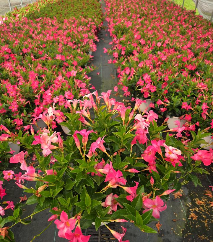 Mandevilla Pink