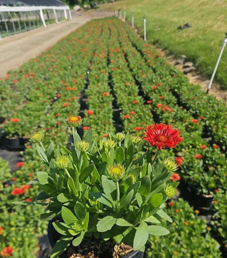 Gaillardia aristata SpinTop® 'Mariachi Red'
