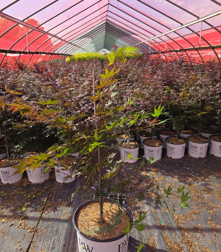 Acer palmatum Samurai Sword™