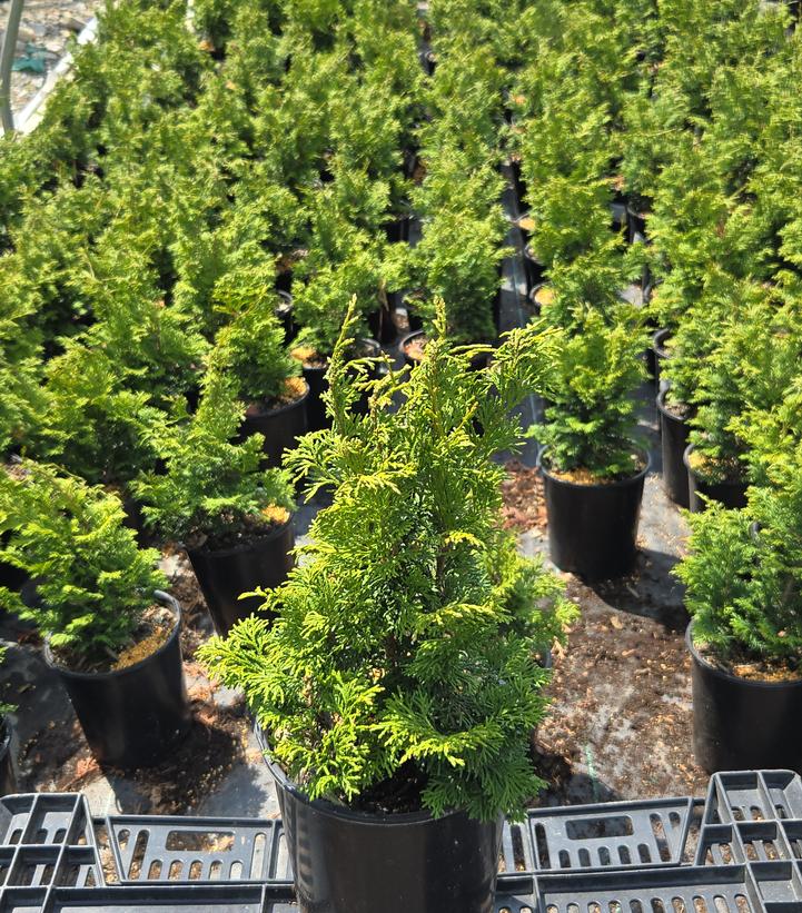 Chamaecyparis obtusa 'Wells Special'