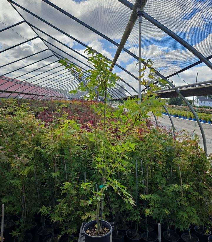 Acer palmatum 'Sango Kaku'