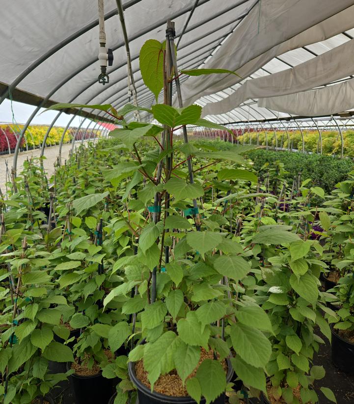 Actinidia kolomikta 'Arctic Beauty'