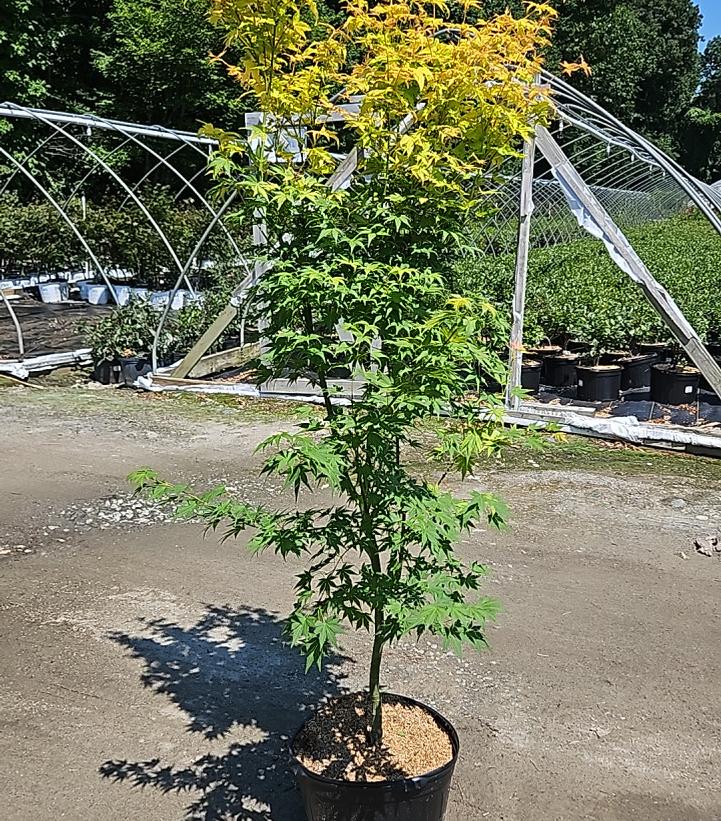 Acer palmatum 'Orange Dream'