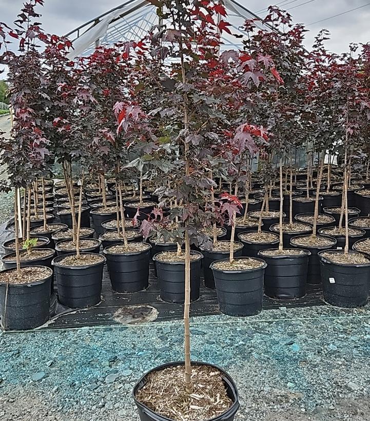 Acer platanoides x truncatum Crimson Sunset®