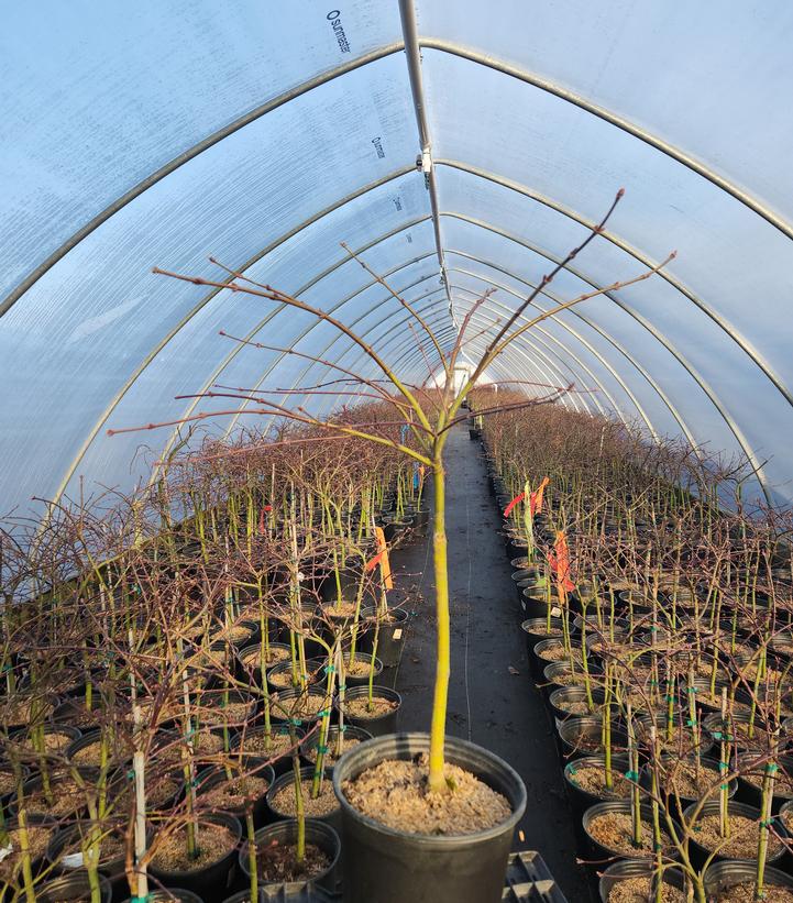 Acer palmatum dissectum 'Red Dragon'