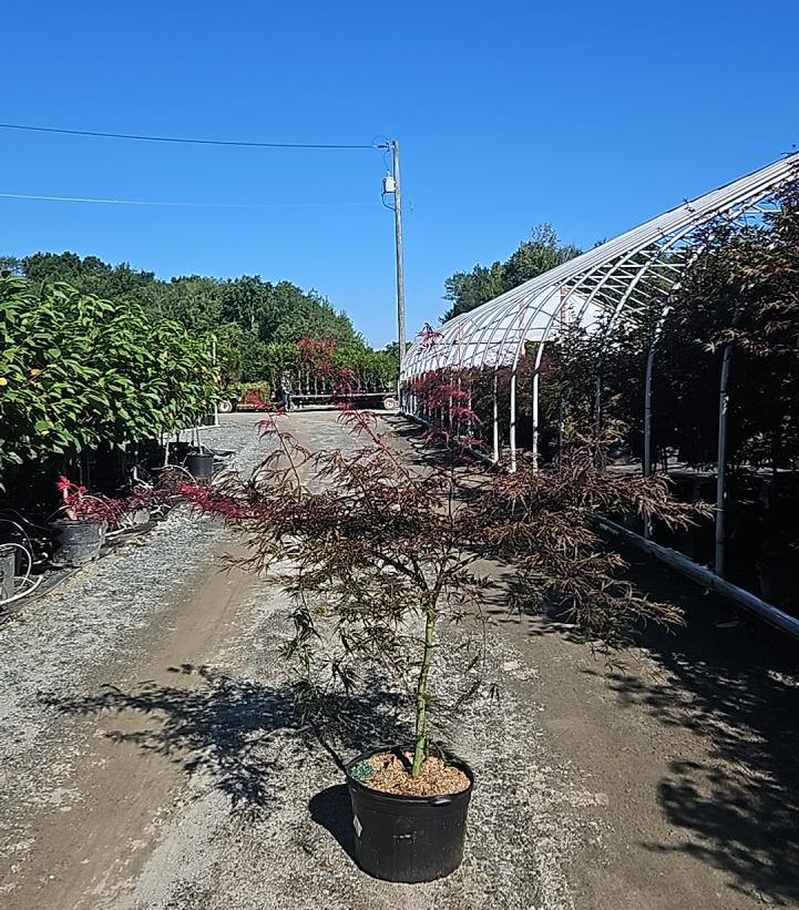 Acer palmatum dissectum 'Inaba Shidare'