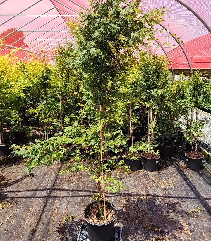 Acer palmatum 'Sango Kaku'