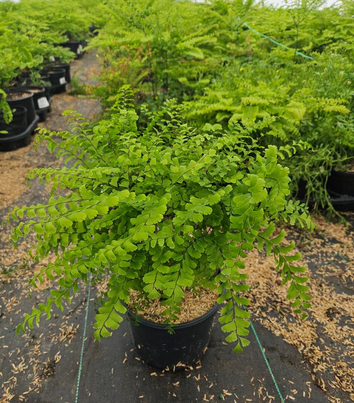 Adiantum pedatum 
