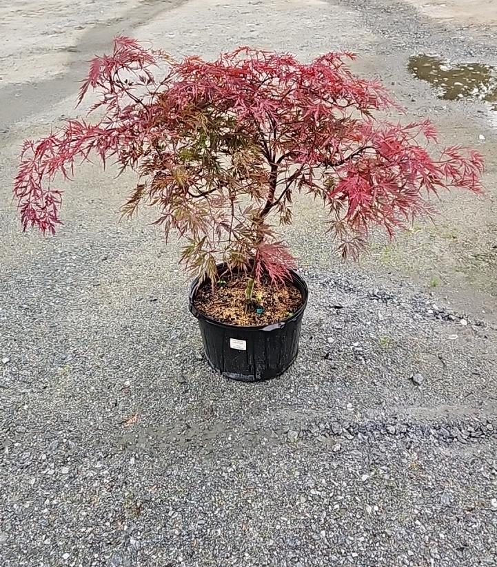 Acer palmatum dissectum 'Red Dragon'