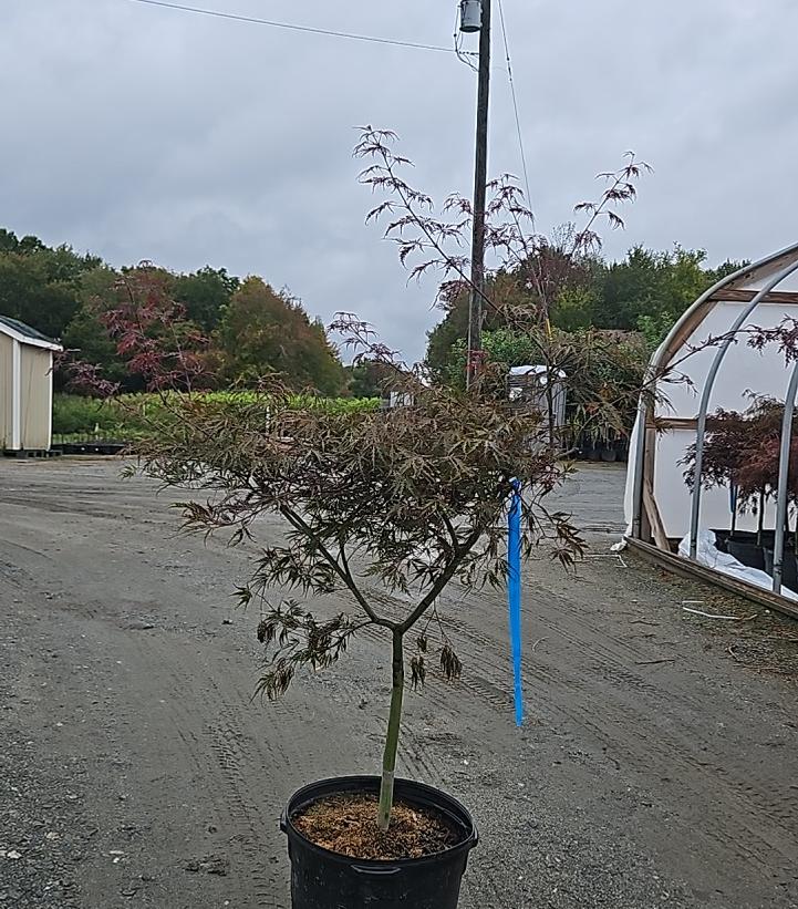 Acer palmatum dissectum 'Tamukeyama'