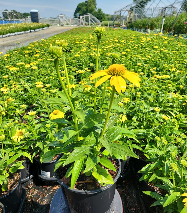 Echinacea Sombrero® Lemon Yellow Improved