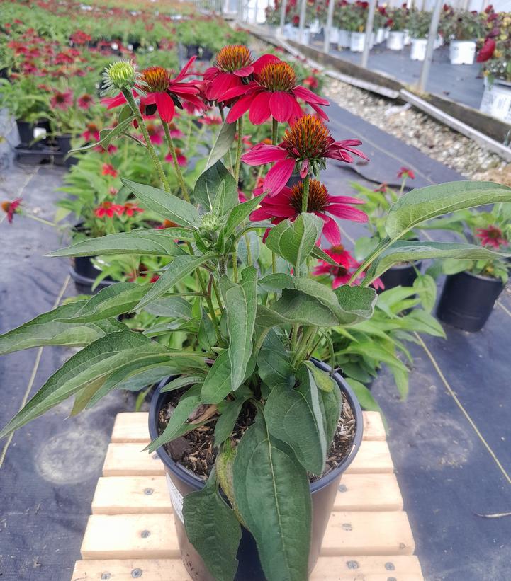 Echinacea x hybrid Sombrero® Tres Amigos