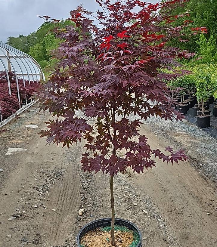 Acer palmatum 'Bloodgood'