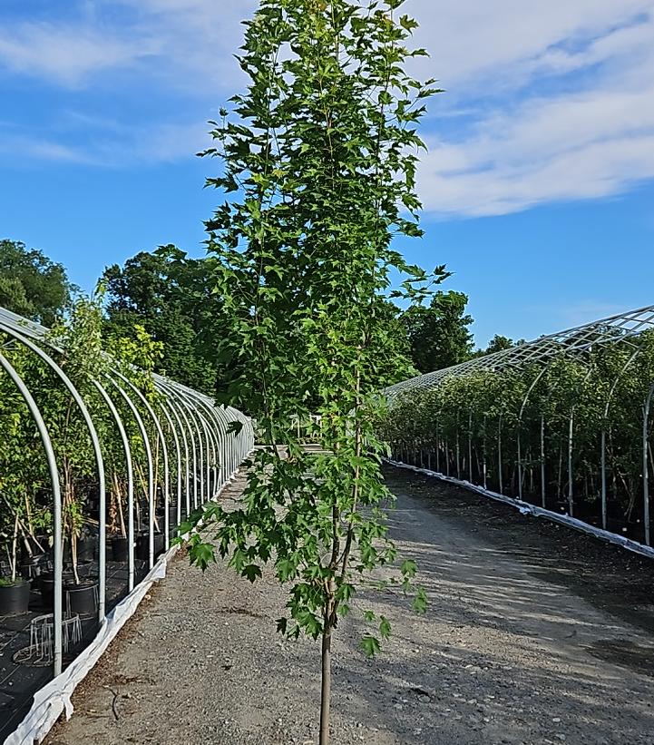 Acer rubrum Armstrong Gold®