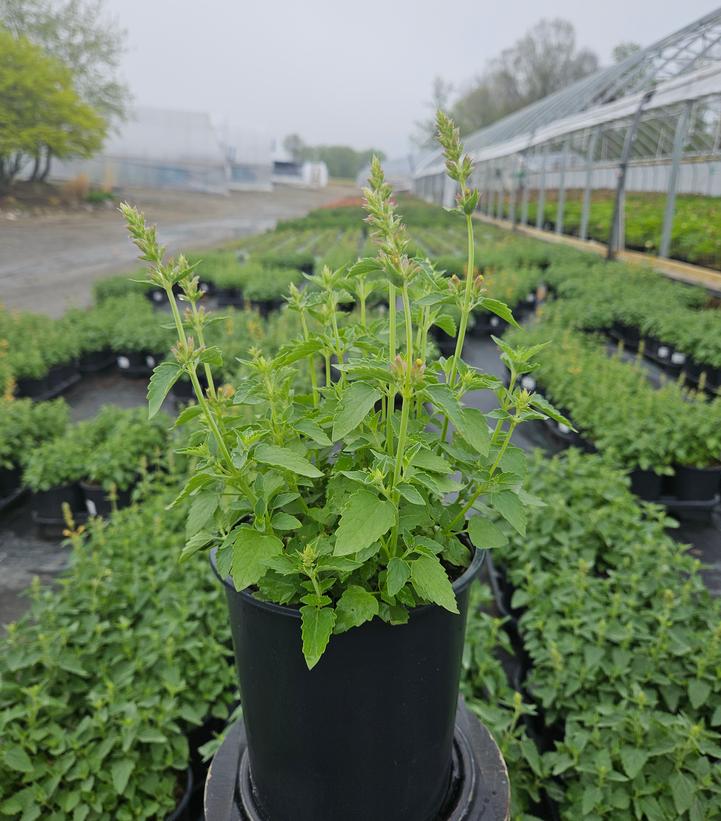 Agastache Kudos™ Yellow