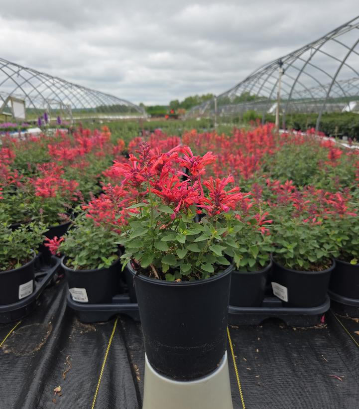 Agastache x 'Kudos Coral'