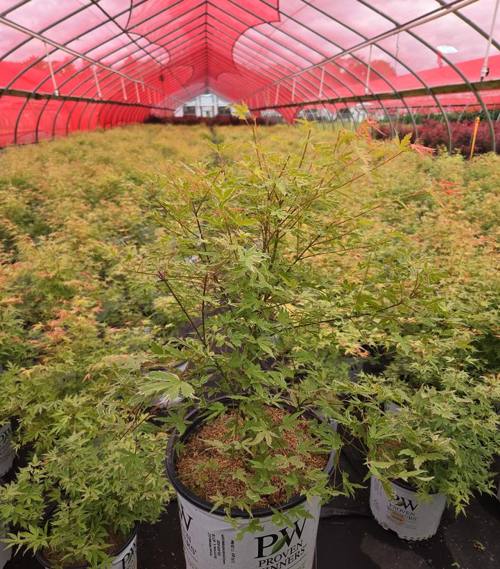 Acer palmatum Metamorphosa®