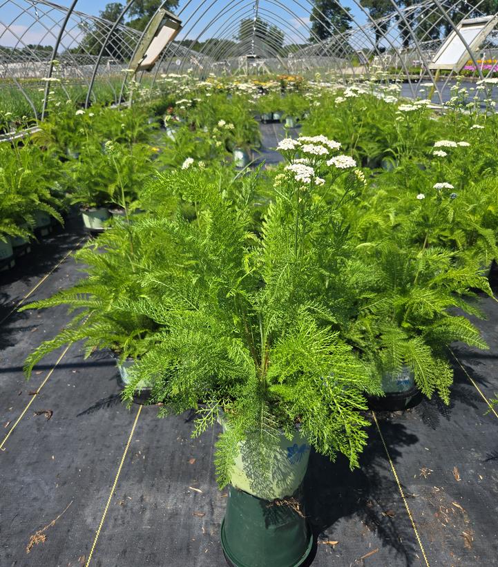Achillea millefolium 