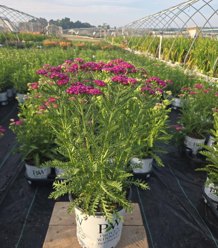 Achillea x 'Firefly Fuchsia'