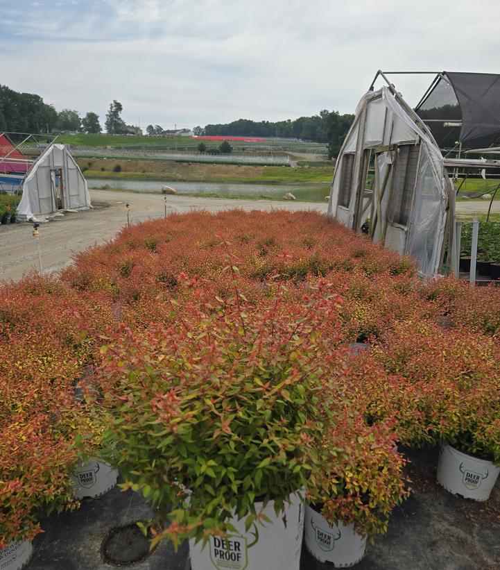 Abelia x grandiflora Poco Loco®
