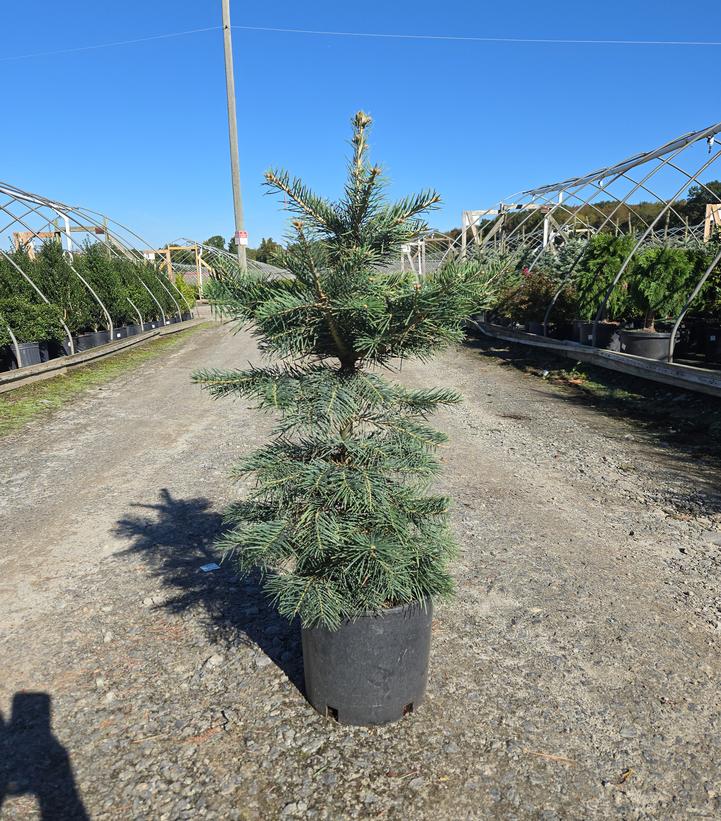 Abies concolor 'Swift's Silver'