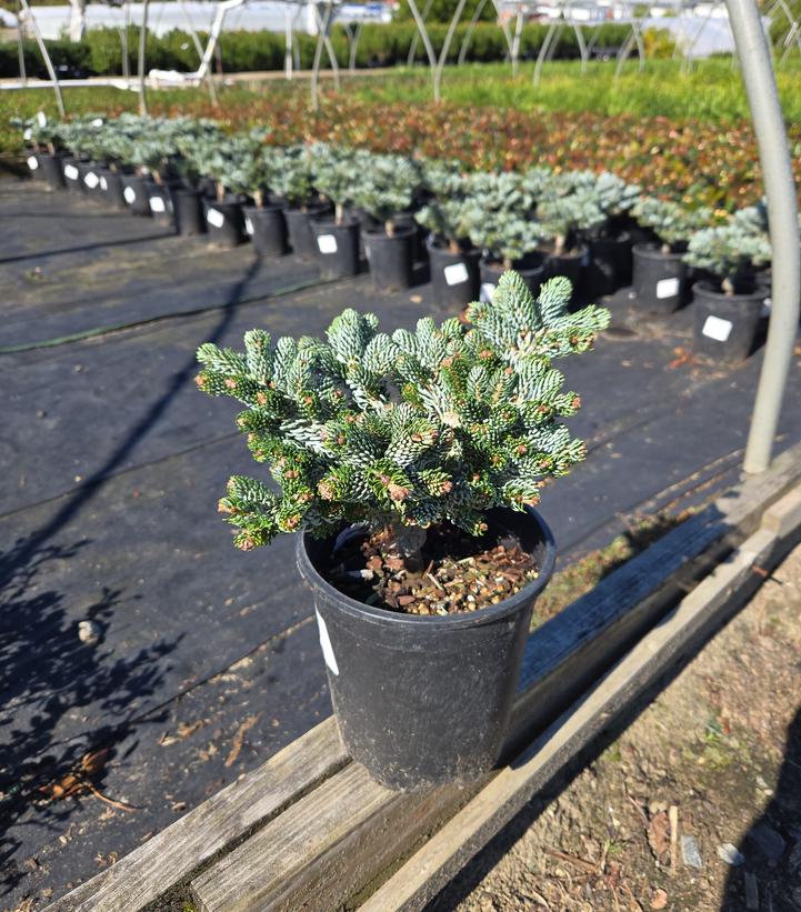 Abies koreana 'Ice Breaker'