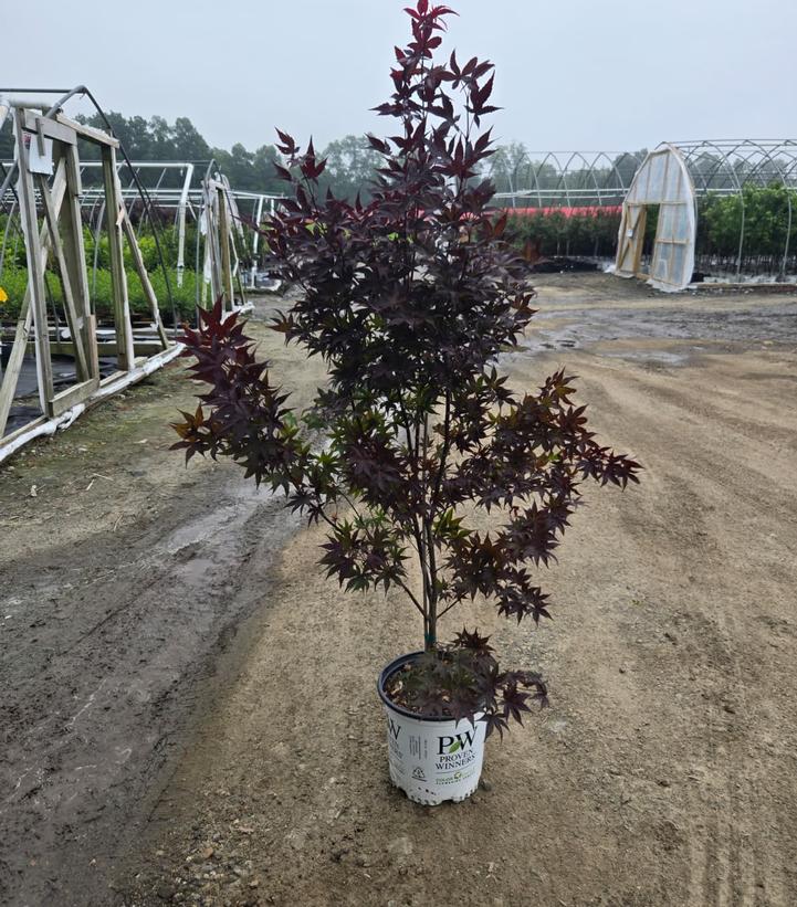 Acer palmatum Samurai Sword™