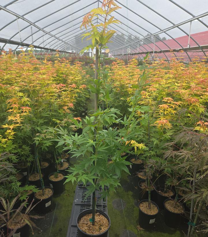 Acer palmatum 'Orange Dream'