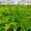 View Current Crop Photo