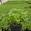 View Current Crop Photo