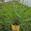 View Current Crop Photo
