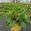 View Current Crop Photo