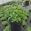 View Current Crop Photo