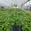 View Current Crop Photo