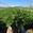 View Current Crop Photo