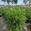 View Current Crop Photo