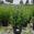 View Current Crop Photo
