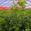 View Current Crop Photo