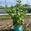 View Current Crop Photo