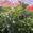 View Current Crop Photo