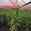 View Current Crop Photo