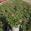 View Current Crop Photo