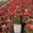 View Current Crop Photo